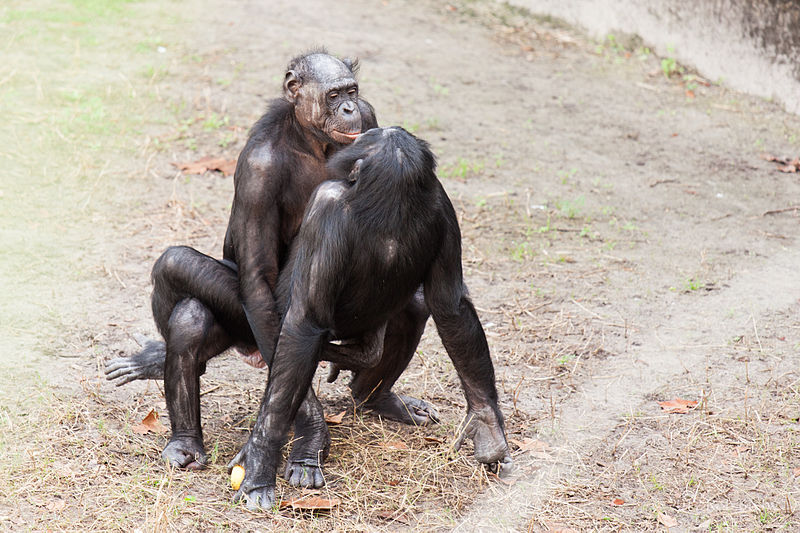 800px-Bonobo_sexual_behavior_1.jpg